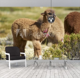 Picture of Baby Alpaca Lama pacos on a wetland in Lauca National Park northern Chile